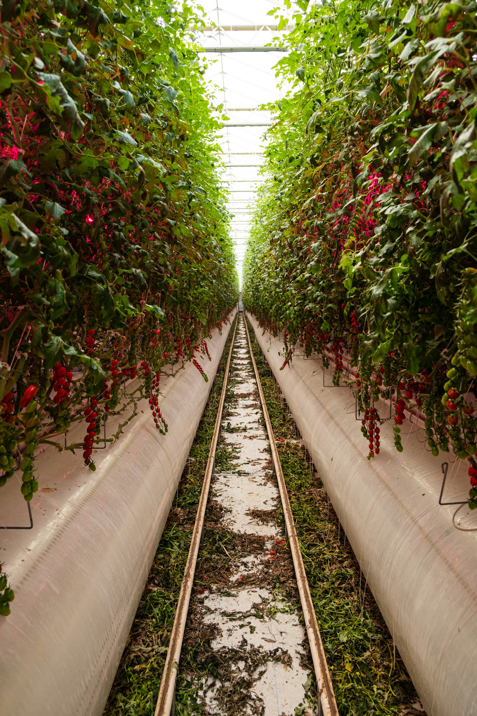 Rows of crops growing inside a greenhouse