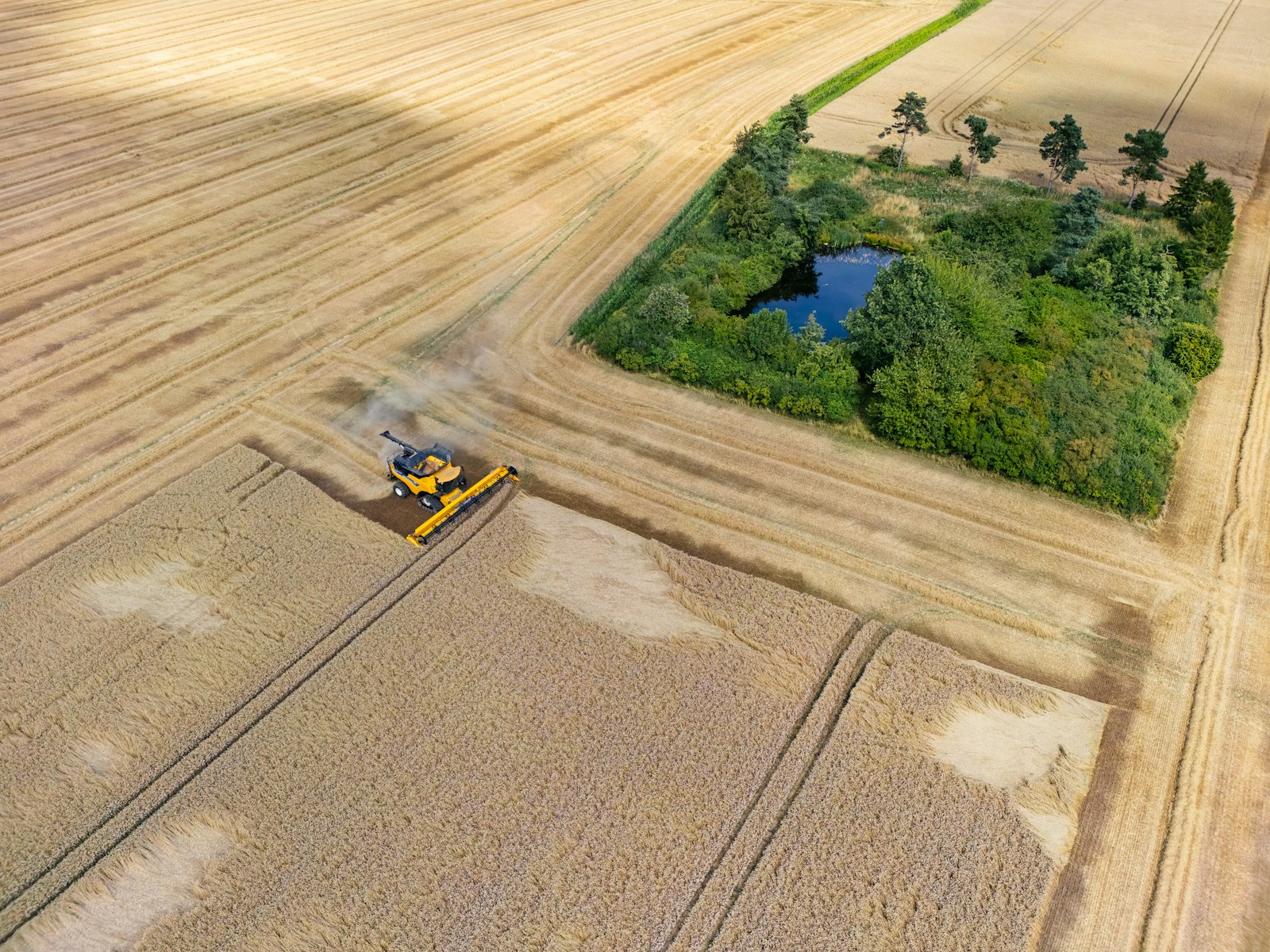 Combine harvester working a wheat field