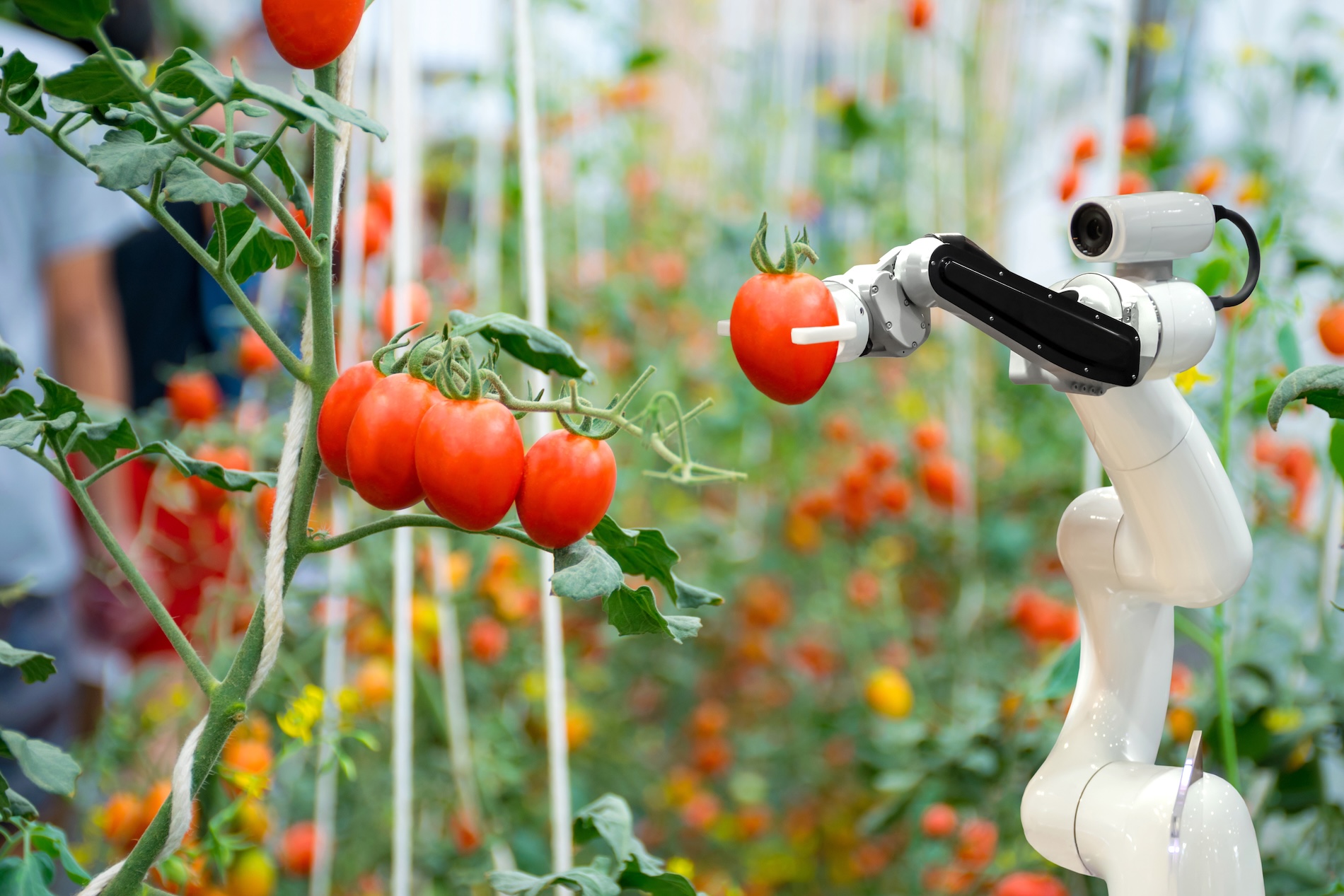 smart robotic farmers in agriculture futuristic robot automation to work to spray chemical fertilizer or increase efficiency
